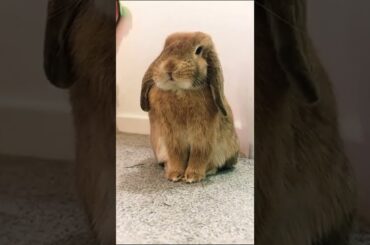 Cute rabbit!