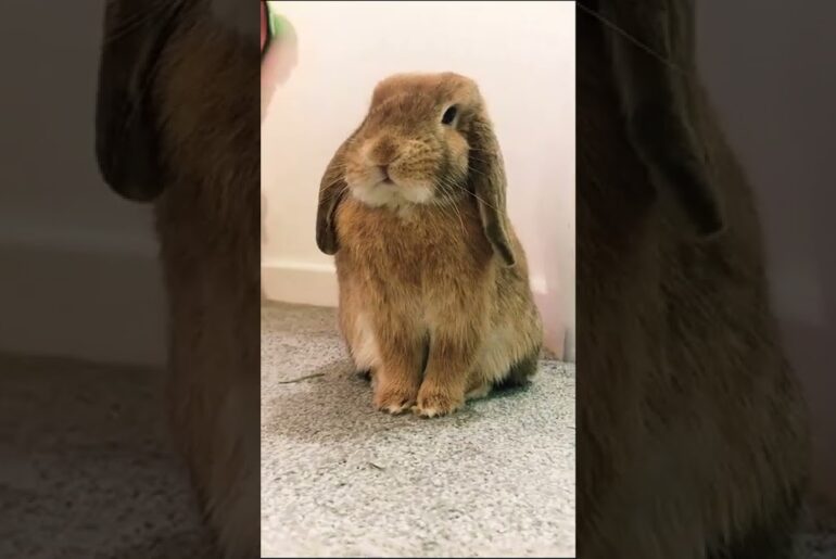 Cute rabbit!