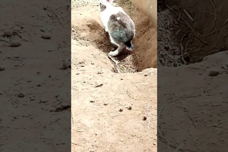 I found Rabbit colony - wow amazing cute rabbit