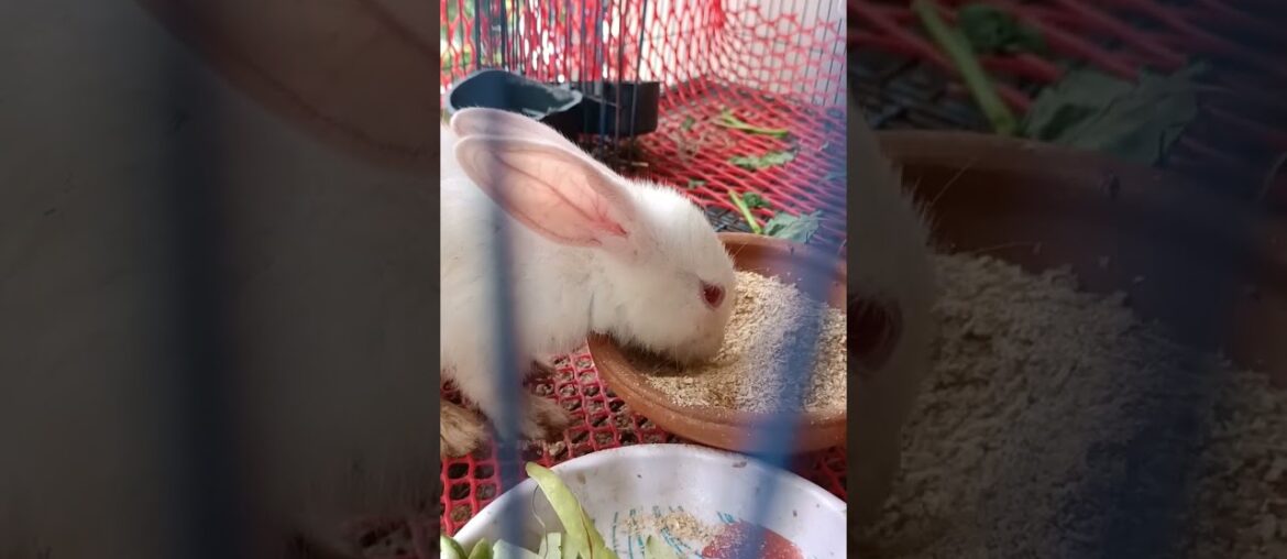 h22 cute bunny Candy Eating #shorts #rabbit #bunny