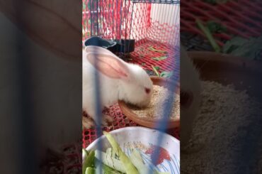 h22 cute bunny Candy Eating #shorts #rabbit #bunny