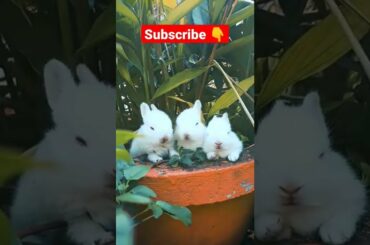 Rabbits funny moments || soo cute rabbit #rabbits  #shorts