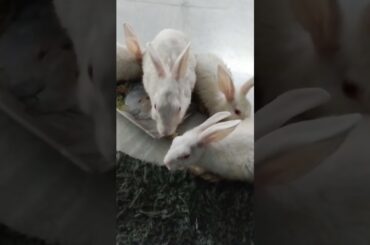 #shorts #vlog #cute #baby #rabbits #bunny #funny #video #vlog #moments #pets #bunnies #trending #top