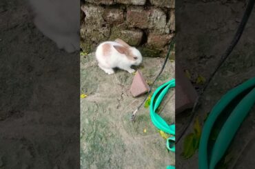 cute baby rebbit kese h friend comments mein jaruur bataye please