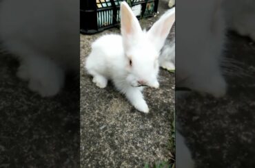 CUTE BABY RABBITS SO ADORABLE