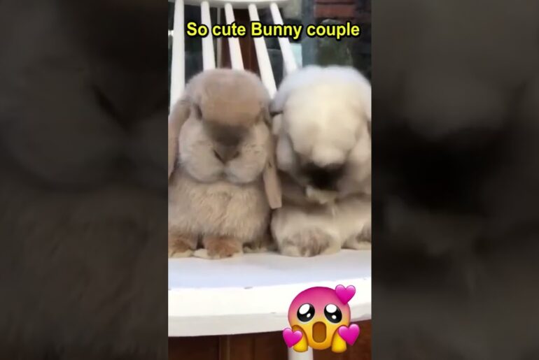So cute bunny couple #cutebunny #bunny