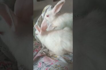 h34 so cute bunny #shorts #rabbit #bunny