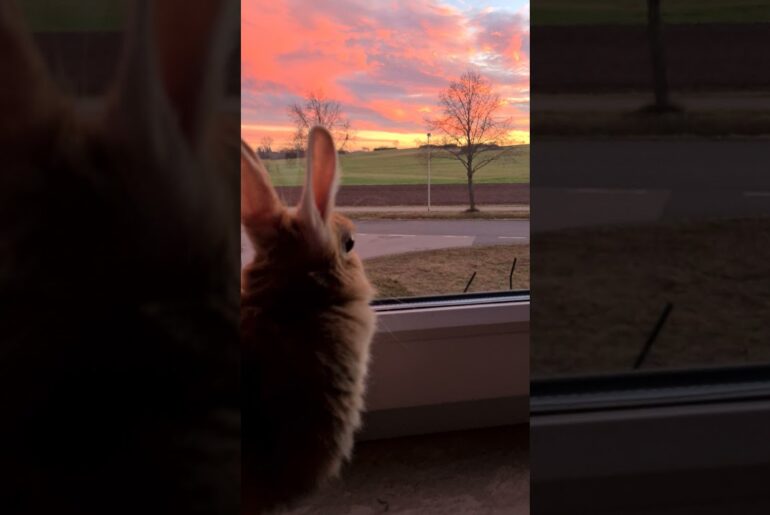 Rabbit looking outside sunset| Bunny #cute #rabbit #bunnies #funny #sunset  #ytshorts