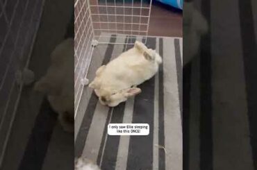 Adorable sleepy bunnies & relaxing music