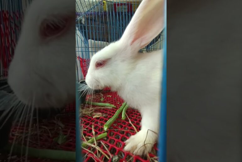 h39 cute bunny eating vegetables #shorts #bunny #pets