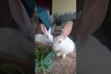 Cute Rabbit || #shorts