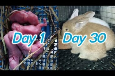 Baby Rabbit | 1 Day to 30 Days Old | Ang cute bilis lumaki.