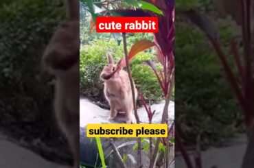 Cute rabbit#shorts