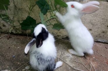 Introducing! My Cute baby Bunny Rabbits