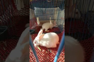 h45 cute bunny playing #shorts #bunny #pets
