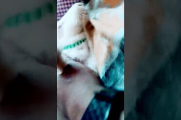 #Sleeping with cute rabbit #shorts #bunny #rabbit