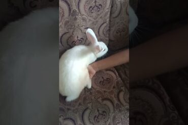 h46 cute bunny home tour #shorts #rabbit #pets