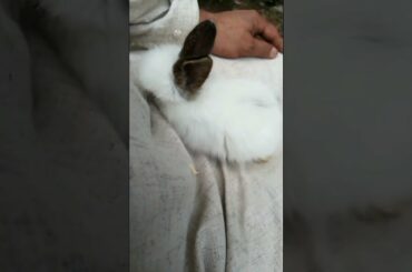 AMAZING SO ADORABLE PETS BABY BUNNY