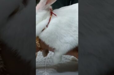 #rabbit #cuterabbit #shortsvideo #pets #youtubeshorts #viravideos #animals #trending