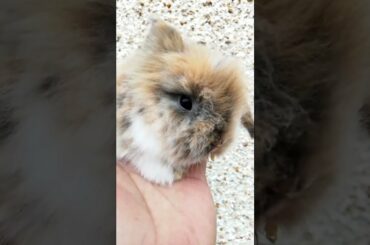 SO CUTE ADORABLE BABY BUNNY