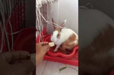 g95 cute bunny eating apple #shorts #rabbit #apple