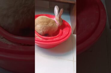 h54 cute bunny pee potty practice #shorts #rabbit #pets