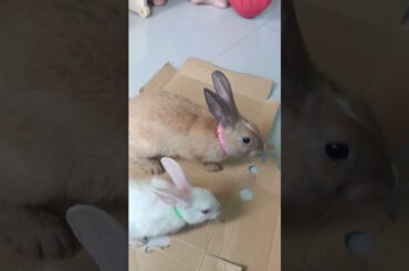 h56 cute bunny home tour #shorts #pets #bunny