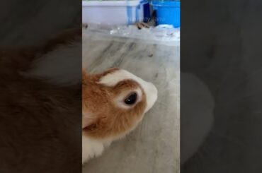 Cute Rabbit with black eye |#shorts