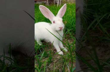my cute baby rebbit