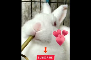 Cute rabbit #shorts #rabbits #bunnys #cuterabbits #tiktokrabbits