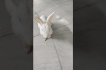#cute #rabbit #bunny #babies #vlogs #shorts #shortvideo #ytshorts