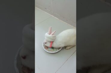 h59 cute bunny eating #shorts #rabbit #bunny