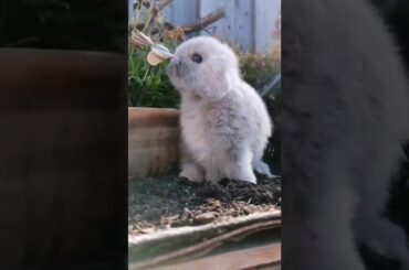 cute rabbit - cute and funny baby bunny video