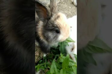 MOST BEAUTIFUL BABY RABBITS