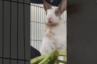 g45 cute rabbit funny activities #shorts #rabbit #bunny
