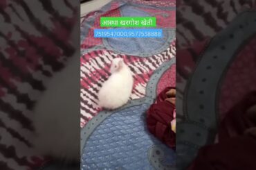 #rabbit #cute #khargosh #new #trending #reels #rabbitfarming
