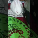 cute baby bunny #bunny #shorts