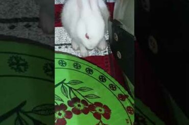 cute baby bunny #bunny #shorts