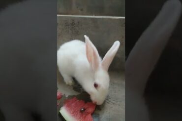 cute bunny