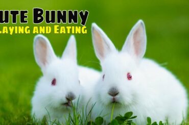Cute bunny rabbit playing and eating