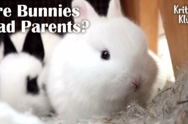 Bunny That Is On The Love Run, Leaving Her Baby Bunnies Behind (Part 1) l Kritter Klub