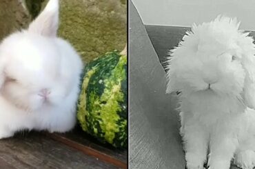White bunny |white rabbit | white cute bunny | #cutebunny