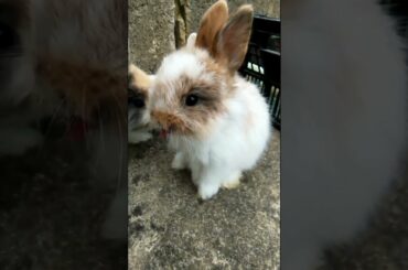 CUTE BUNNIES CLEANING SHORT