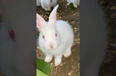 cute baby rabbit /#Shorts