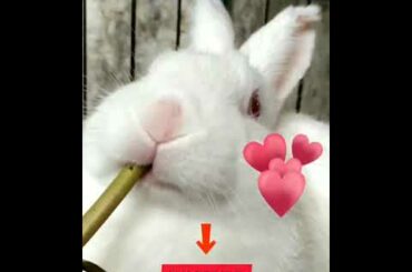 Cute rabbit #shorts #rabbits #bunnys #cuterabbits #tiktokrabbits
