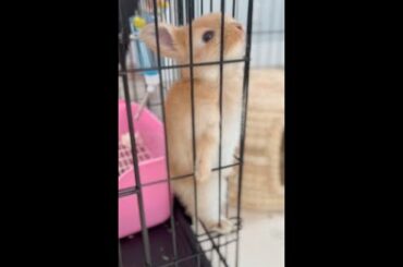 Cute baby bunny, 3 weeks old, 5 oz weight, tries to climb the cage wire and falls. #shorts
