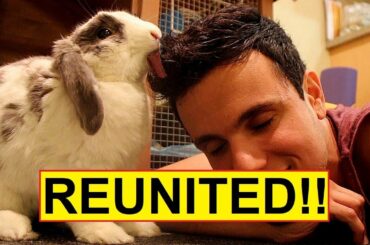 Rabbit hasn't seen his owner for a long time