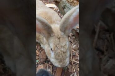 Coelhos fofos - Cute rabbit
