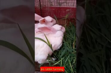 cute rabbit #short #jks rabbit farming