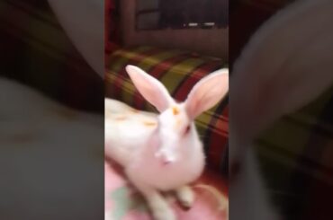 my cute#rabbit rabbit